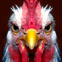Sir Rooster
