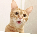 ωタギ猫ω