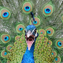 SaveYourShitPavo