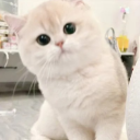 荼司喵ToastCat