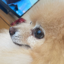 Risu