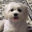 MaLii