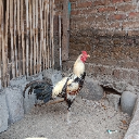 Pakan Lele