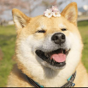 小狗狗