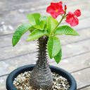 Adenia globosa