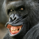 KONG!