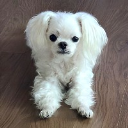 다롱장군