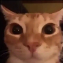 `ｅｌ ｇａｔｏ