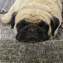 Graziepugsie