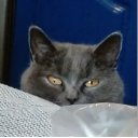 Wiki༆ᶜᵃᵗ