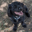 Cujo