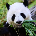 Battle Panda