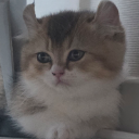 Bella vt