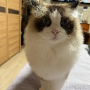 koko ᴱᵂᴬ