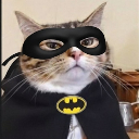 Bat Cat