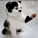 KITLER