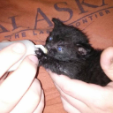GirthdSinceBirth